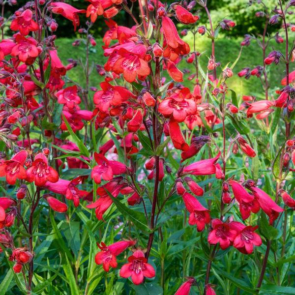 AcquaGarden Outdoor Plants Penstemon 'Rich Ruby'