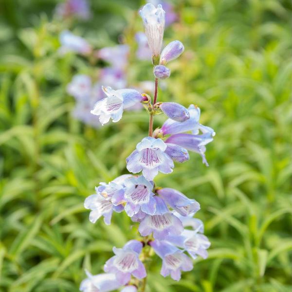 AcquaGarden Outdoor Plants Penstemon 'Sour Grapes'
