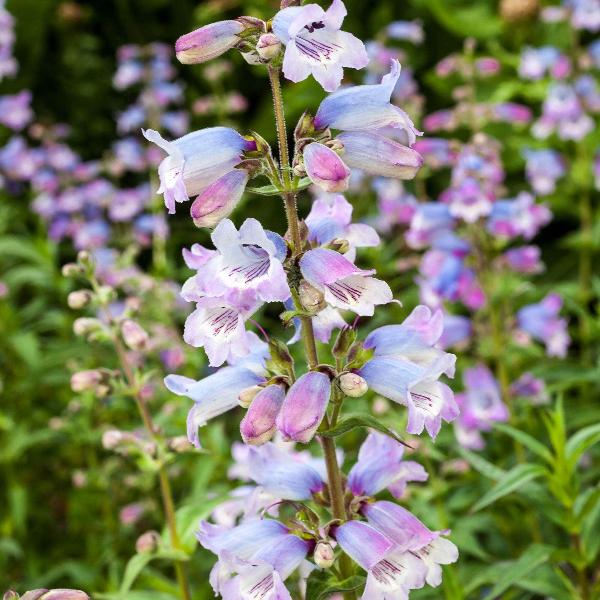 AcquaGarden Outdoor Plants Penstemon 'Sour Grapes'