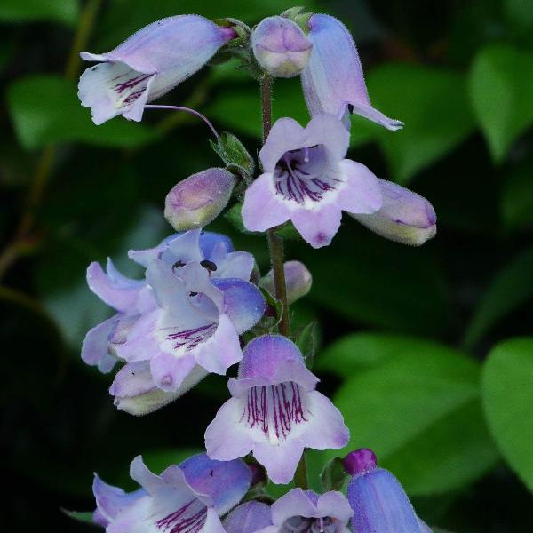 AcquaGarden Outdoor Plants Penstemon 'Sour Grapes'