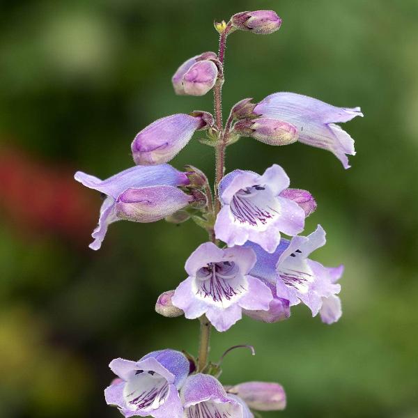 AcquaGarden Outdoor Plants Penstemon 'Sour Grapes'