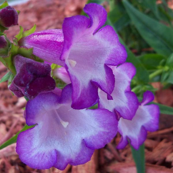 AcquaGarden Outdoor Plants Penstemon 'Violet'
