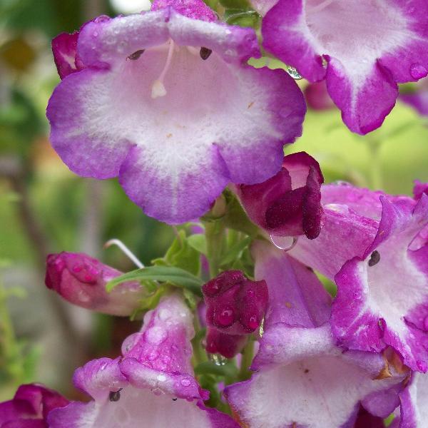 AcquaGarden Outdoor Plants Penstemon 'Violet'