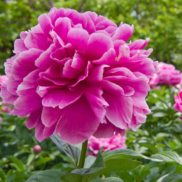 AcquaGarden Outdoor Plants Peony 'Alexander Fleming'