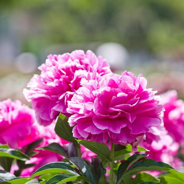 AcquaGarden Outdoor Plants Peony 'Alexander Fleming'