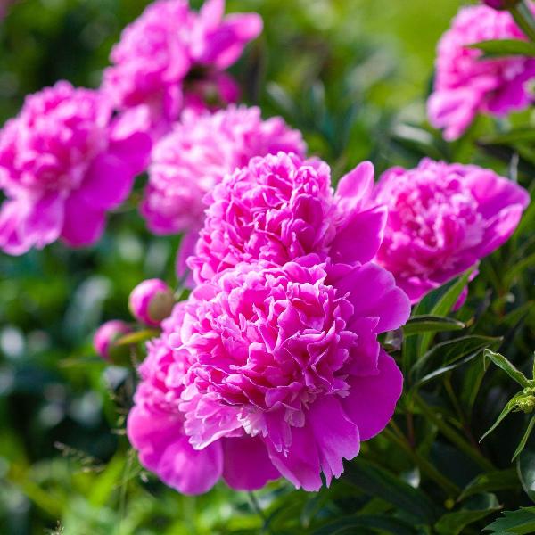 AcquaGarden Outdoor Plants Peony 'Alexander Fleming'