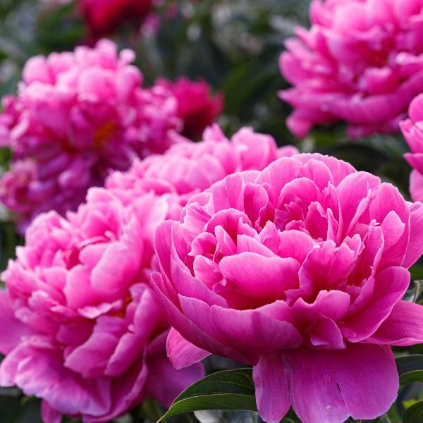 AcquaGarden Outdoor Plants Peony 'Alexander Fleming'