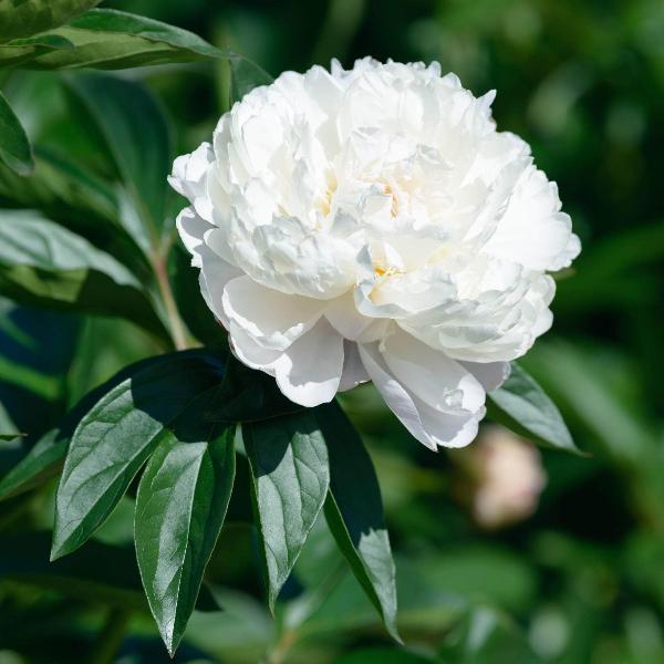 AcquaGarden Outdoor Plants Peony 'Avalanche'