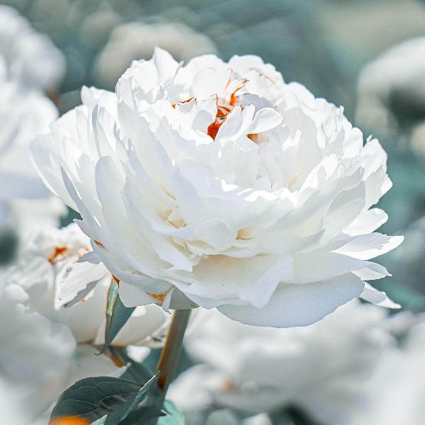 AcquaGarden Outdoor Plants Peony 'Avalanche'