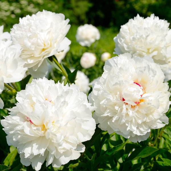 AcquaGarden Outdoor Plants Peony 'Avalanche'