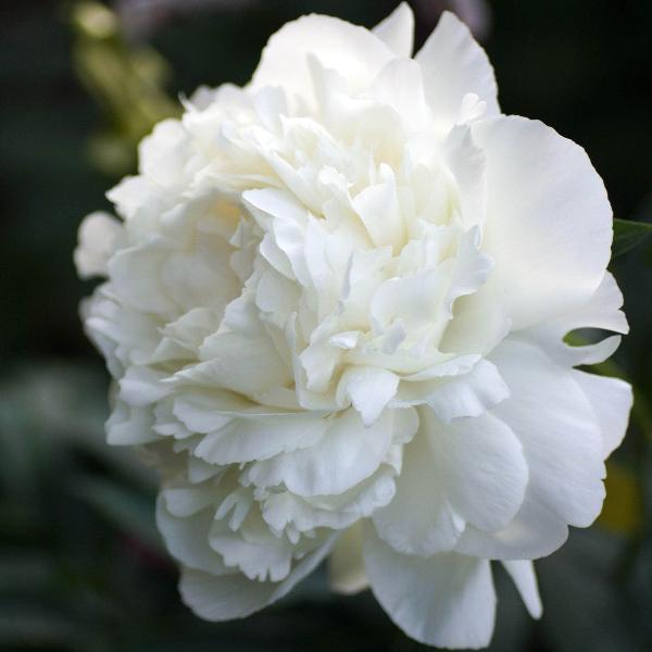 AcquaGarden Outdoor Plants Peony 'Avalanche'
