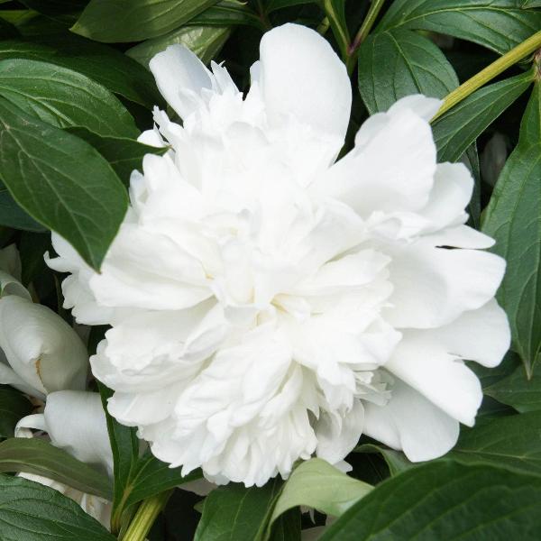 AcquaGarden Outdoor Plants Peony 'Gardenia'