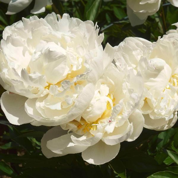 AcquaGarden Outdoor Plants Peony 'Gardenia'