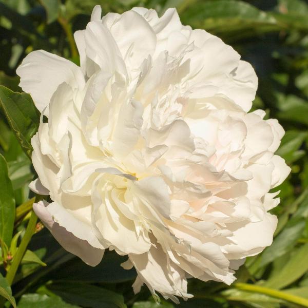 AcquaGarden Outdoor Plants Peony 'Gardenia'
