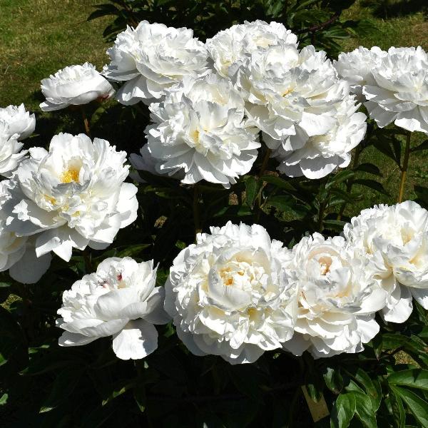 AcquaGarden Outdoor Plants Peony 'Gardenia'