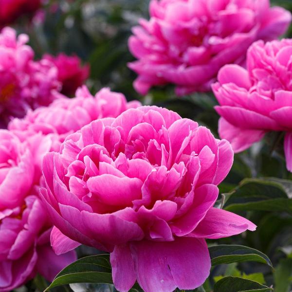 AcquaGarden Outdoor Plants Peony 'Jacorma'