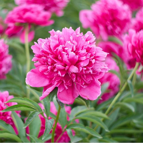 AcquaGarden Outdoor Plants Peony 'Jacorma'