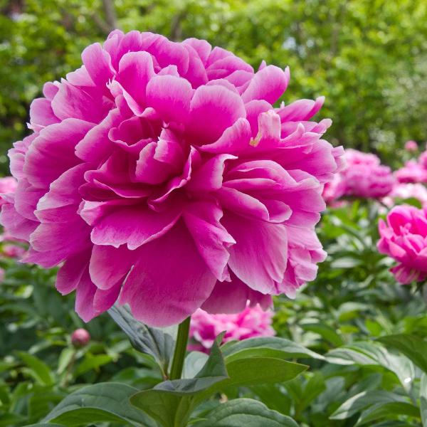 AcquaGarden Outdoor Plants Peony 'Jacorma'