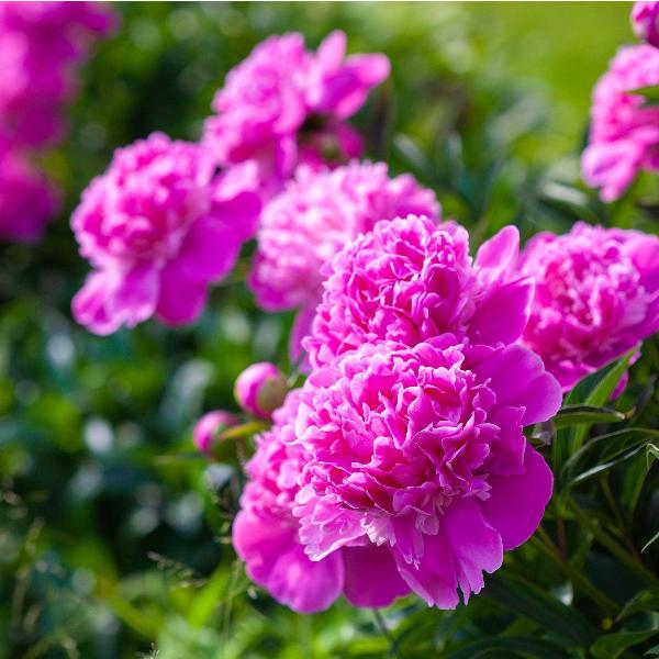 AcquaGarden Outdoor Plants Peony 'Jacorma'