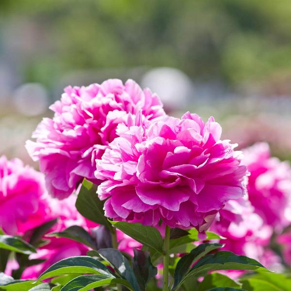 AcquaGarden Outdoor Plants Peony 'Jacorma'