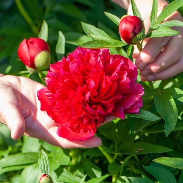 AcquaGarden Outdoor Plants Peony 'Karl Rosenfield'