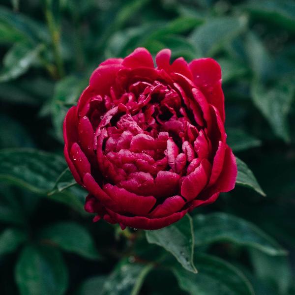 AcquaGarden Outdoor Plants Peony 'Karl Rosenfield'