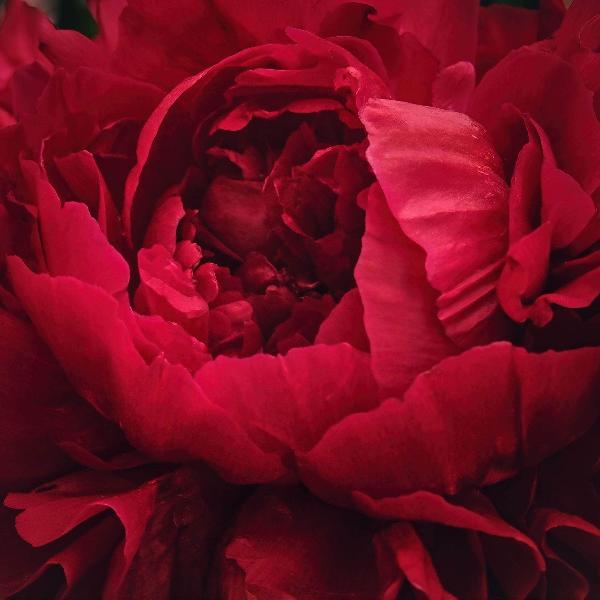 AcquaGarden Outdoor Plants Peony 'Karl Rosenfield'