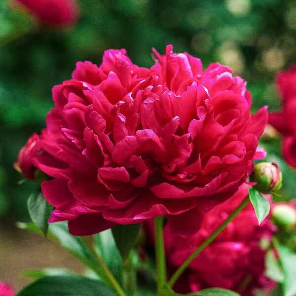 AcquaGarden Outdoor Plants Peony 'Karl Rosenfield'
