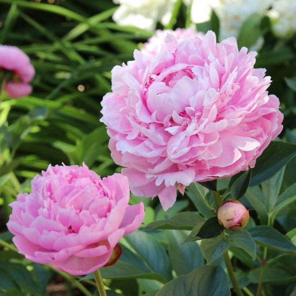 AcquaGarden Outdoor Plants Peony 'Sarah Bernhardt'