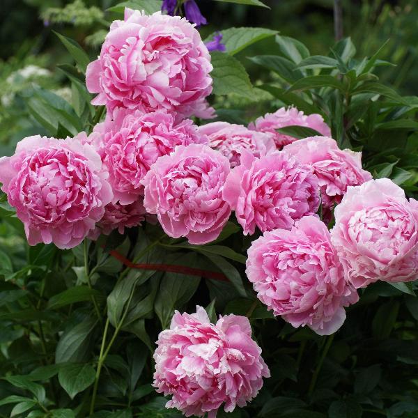 AcquaGarden Outdoor Plants Peony 'Sarah Bernhardt'