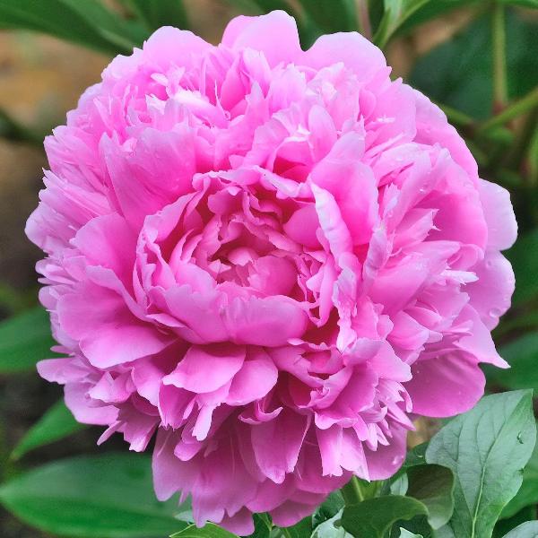 AcquaGarden Outdoor Plants Peony 'Sarah Bernhardt'