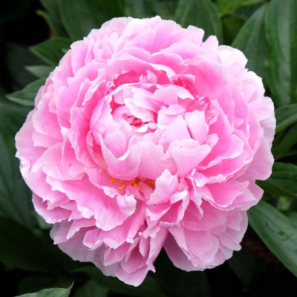 AcquaGarden Outdoor Plants Peony 'Sarah Bernhardt'