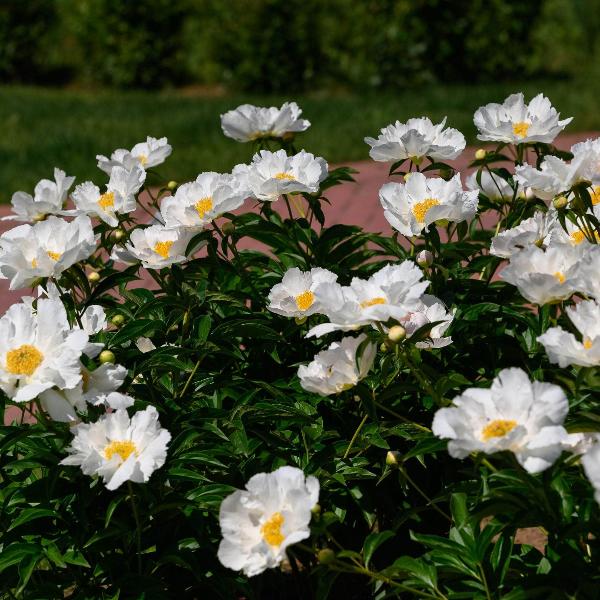 AcquaGarden Outdoor Plants Peony 'White Wings'