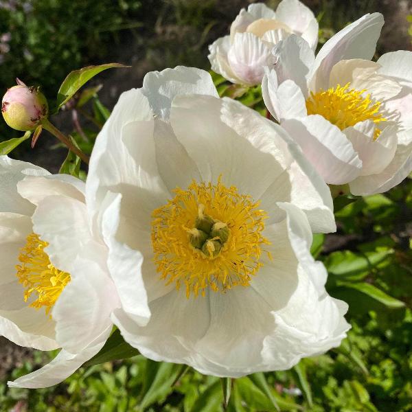 AcquaGarden Outdoor Plants Peony 'White Wings'