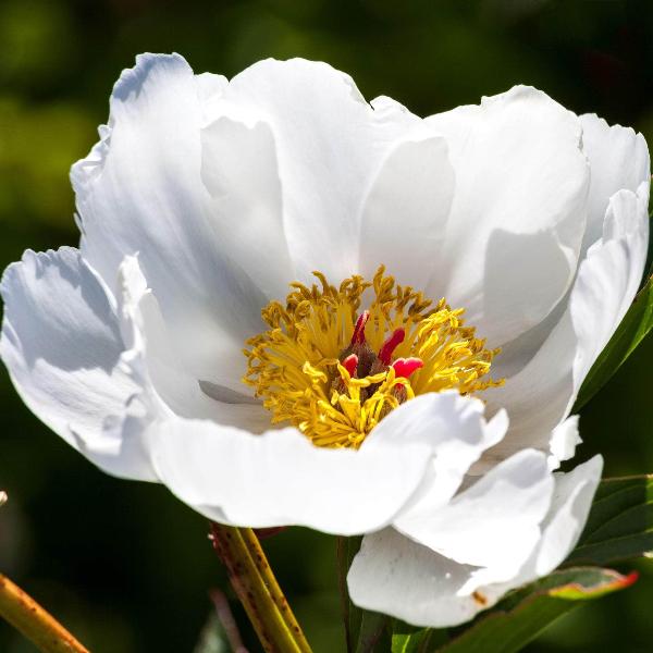 AcquaGarden Outdoor Plants Peony 'White Wings'