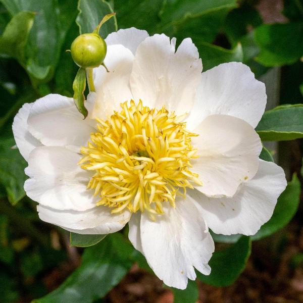 AcquaGarden Outdoor Plants Peony 'White Wings'