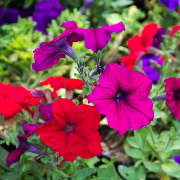 AcquaGarden Outdoor Plants Petunia 'Celebration Mix'