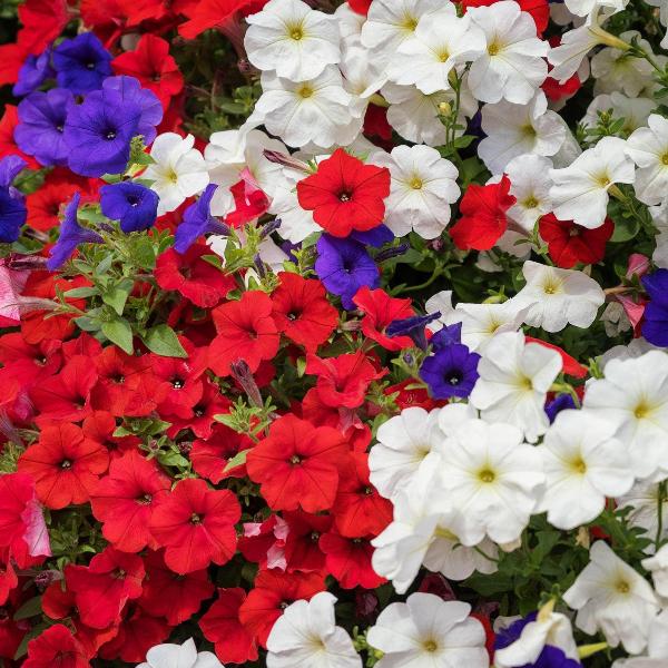 AcquaGarden Outdoor Plants Petunia 'Celebration Mix'