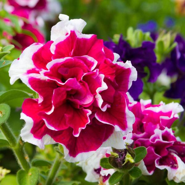 AcquaGarden Outdoor Plants Petunia 'Double Mix'