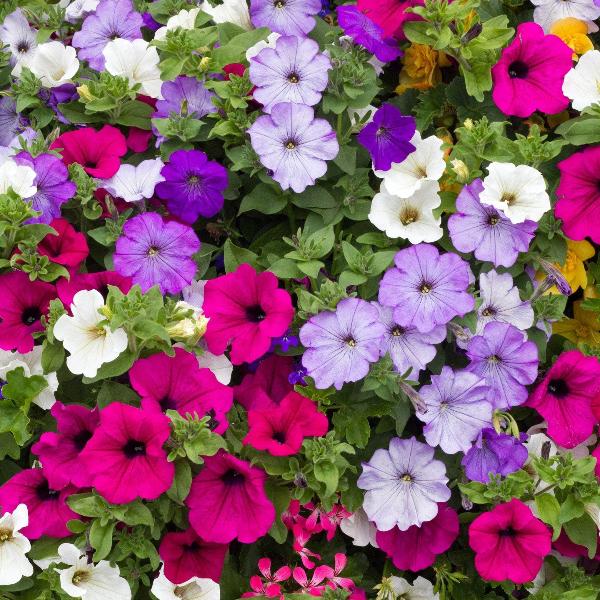 AcquaGarden Outdoor Plants Petunia 'Mambo Mixed'