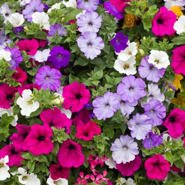 AcquaGarden Outdoor Plants Petunia 'Mix'