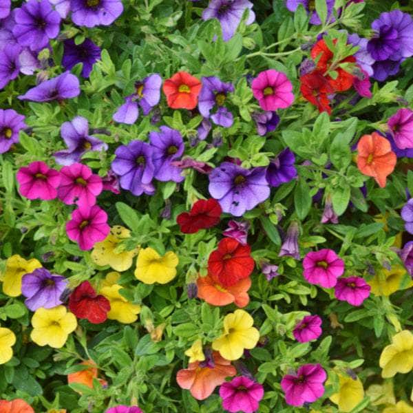AcquaGarden Outdoor Plants Petunia 'Mix'