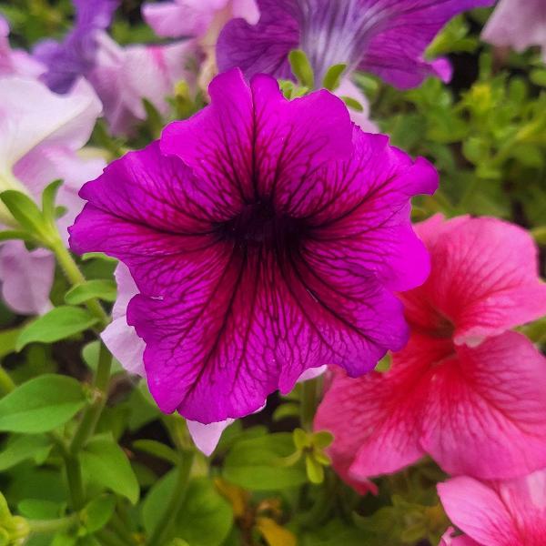AcquaGarden Outdoor Plants Petunia 'Veined Mixed'