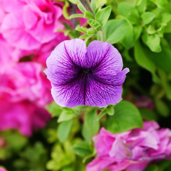 AcquaGarden Outdoor Plants Petunia 'Veined Mixed'