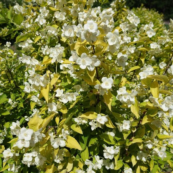 AcquaGarden Outdoor Plants Philadelphus Mock Orange