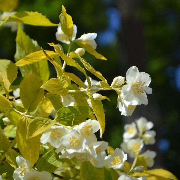 AcquaGarden Outdoor Plants Philadelphus Mock Orange