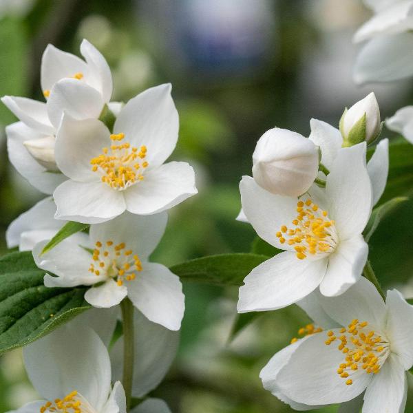 AcquaGarden Outdoor Plants Philadelphus Mock Orange 'Dame Blanche'
