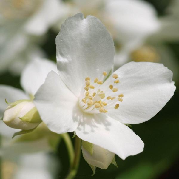 AcquaGarden Outdoor Plants Philadelphus Mock Orange 'Dame Blanche'