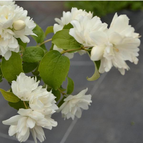 AcquaGarden Outdoor Plants Philadelphus Mock Orange 'Schneesturm'