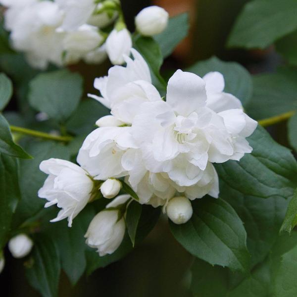 AcquaGarden Outdoor Plants Philadelphus Mock Orange 'Schneesturm'